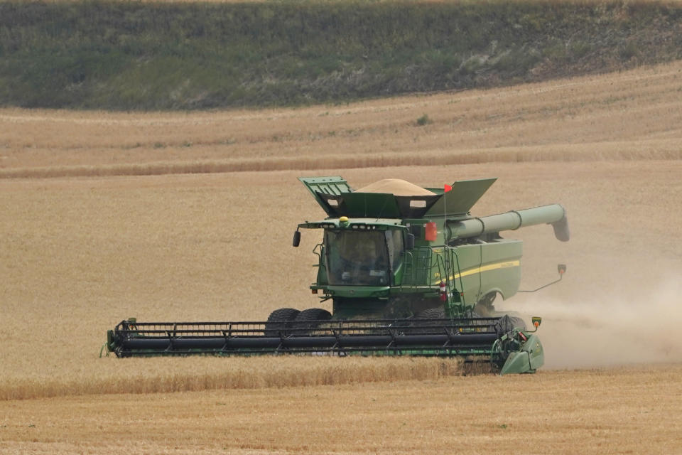 A combine harvests wheat, Thursday, Aug. 5, 2021, near Pullman, Wash. Across eastern Washington, a drought the National Weather Service classified as "exceptional" has devastated what is normally the fourth largest wheat crop in the nation. (AP Photo/Ted S. Warren)