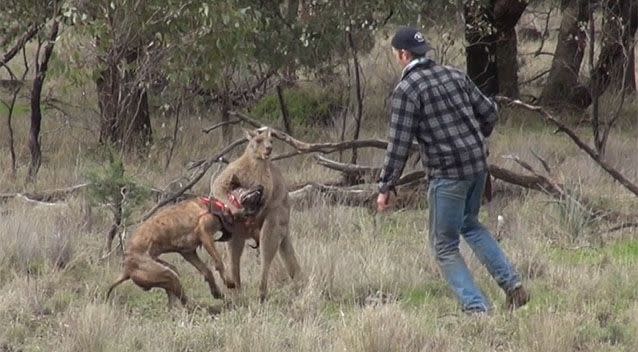 Grieg Tonkins came to the rescue of his dog while hunting for wild boars. Photo: Greg Bloom