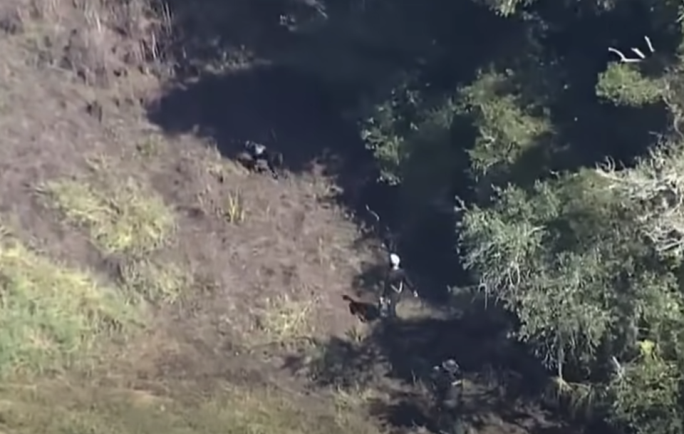 Crews search through forest in Florida.