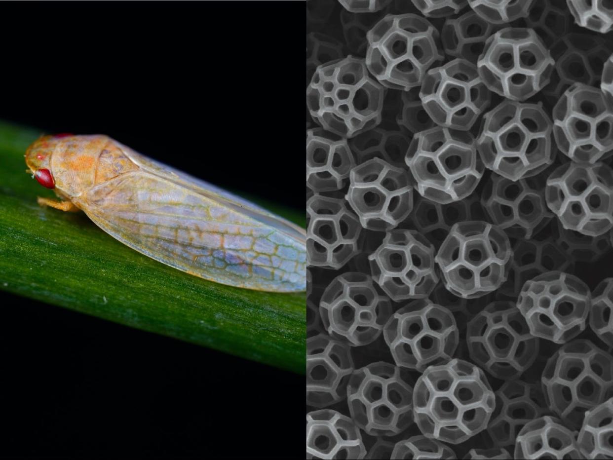 A side-by-side with a photo of a leafhopper on the left and black-and-white image of brochosomes on the right.