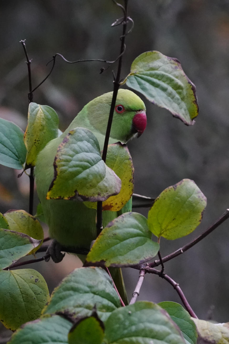 A parakeet in a garden in Ealing, London. Photo date: Sunday, November 29, 2020. Photo credit should read: Richard Gray/EMPICS