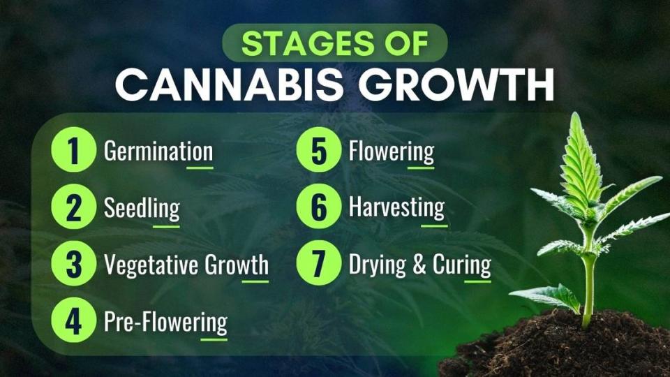 The Stages of Cannabis Growth For Outdoor and Indoor Growers