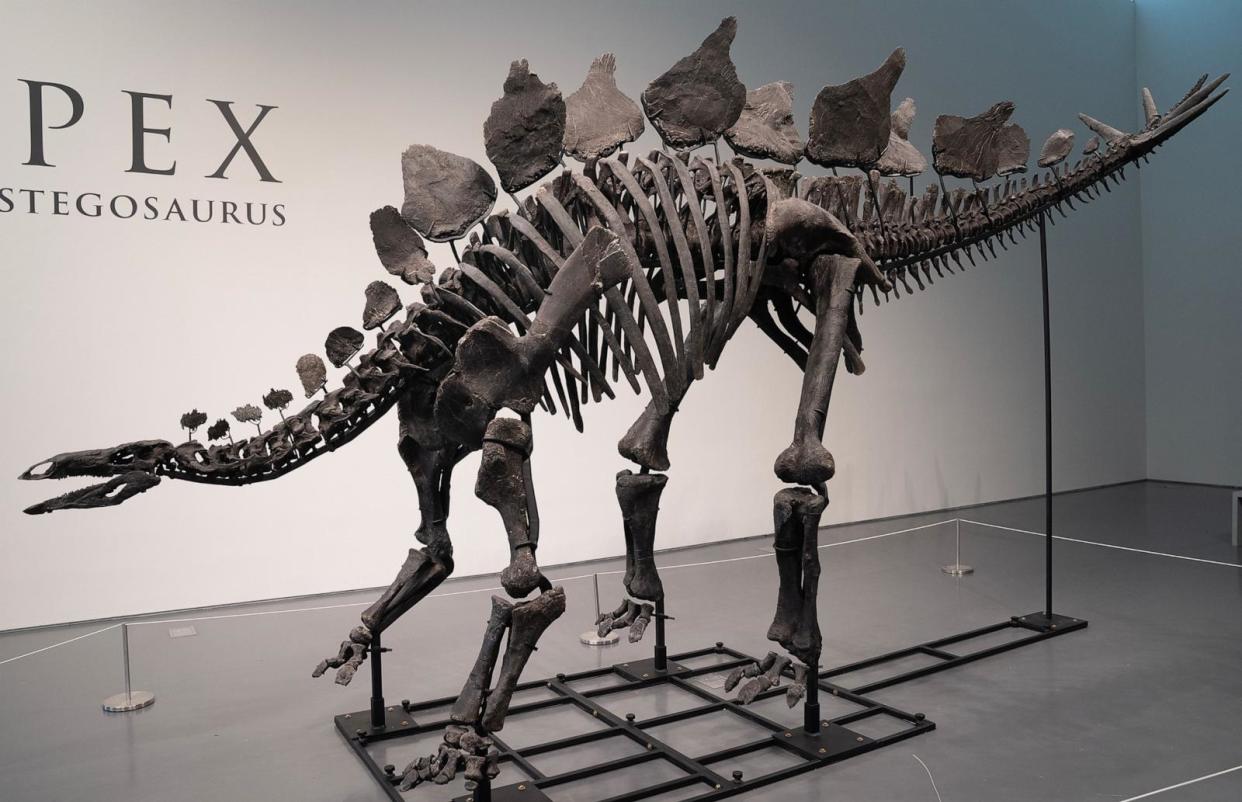 PHOTO: Press preview for 'Apex' The 150-Million-Year-Old Stegosaurus at Sotheby's auction house, July 10, 2024. (Lev Radin/Pacific Press/LightRocket via Getty Images)