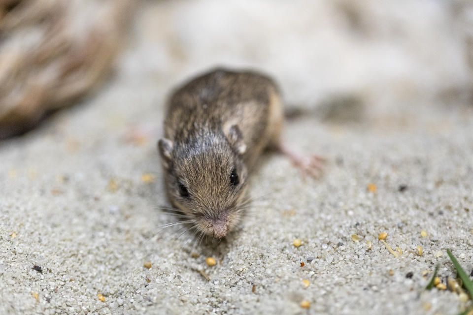 This Jan. 10, 2023, photo provided by the San Diego Zoo Wildlife Alliance shows a Pacific pocket mouse named Sir Patrick Stewart. On Wednesday, Feb. 8, 2023, Stewart received a Guinness World Records title for longevity for being the oldest living mouse in human care at the ripe age of 9 years and 209 days. (Ken Bohn/San Diego Zoo Wildlife Alliance via AP)