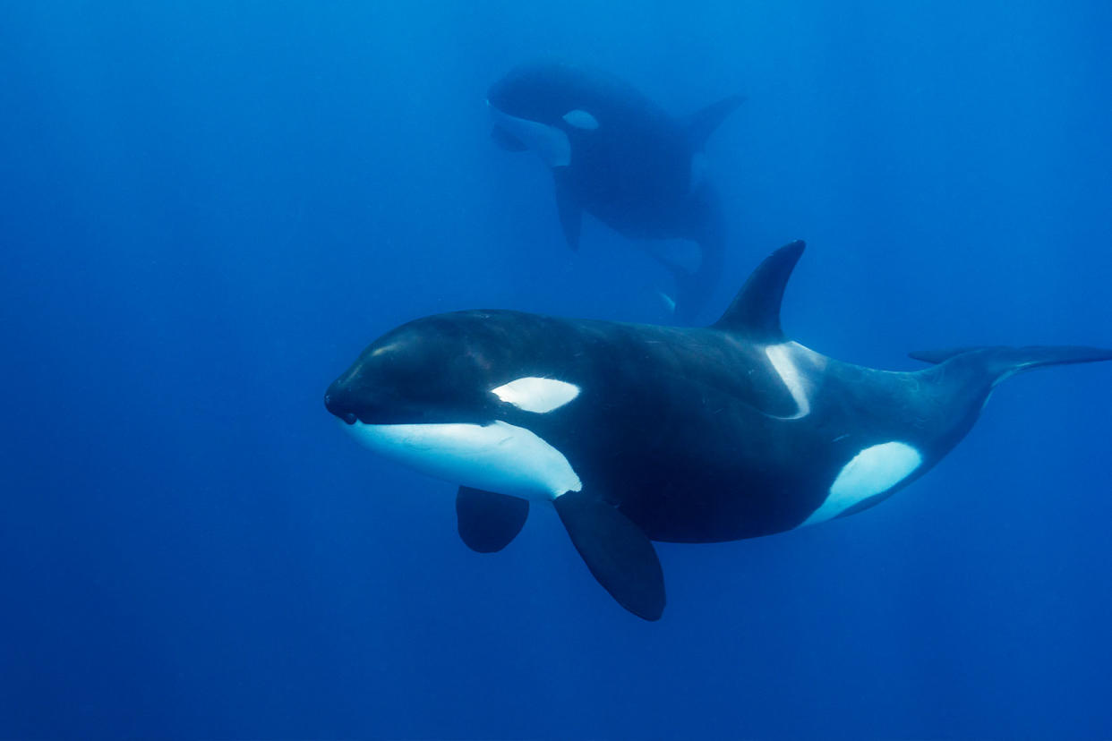 Close up view of a female killer whale swimming in blue water Getty Images/wildestanimal