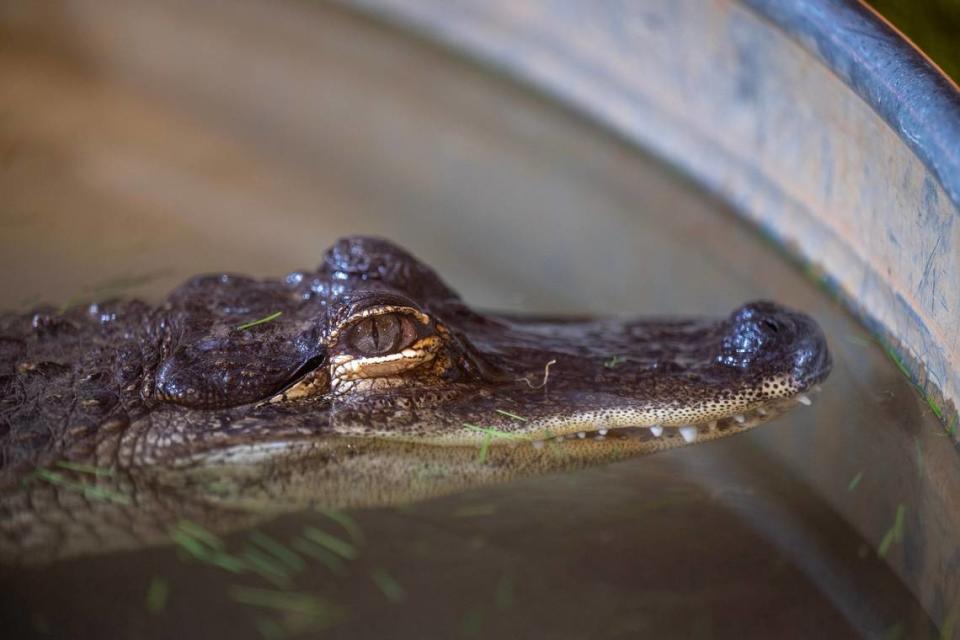 An alligator pokes its head above the water in a shallow pool at the Conservation Ambassadors’ “Wild Things” exhibit at the State Fair on Wednesday.