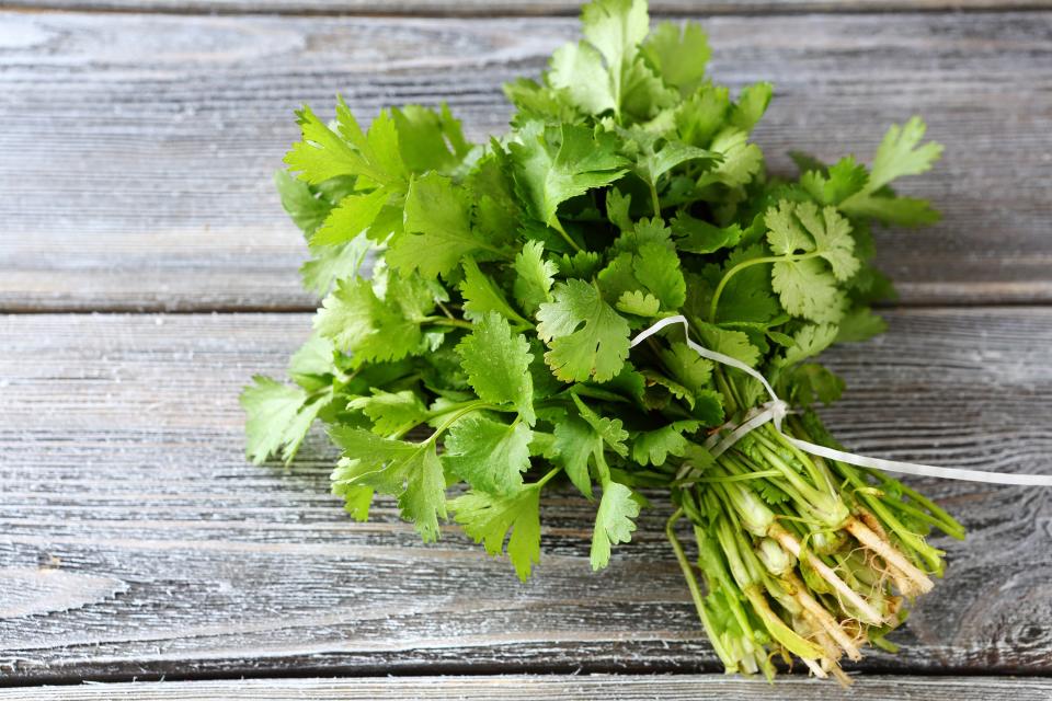 <h1 class="title">Cilantro bunch</h1><cite class="credit">Photo by Shutterstock</cite>