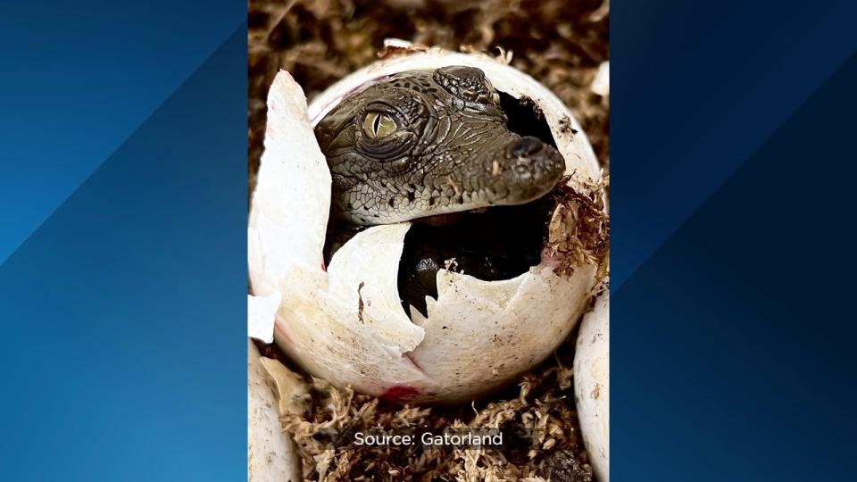 The hatchlings are descendants of Bonecrusher II and an American Crocodile named Pretty Croc.