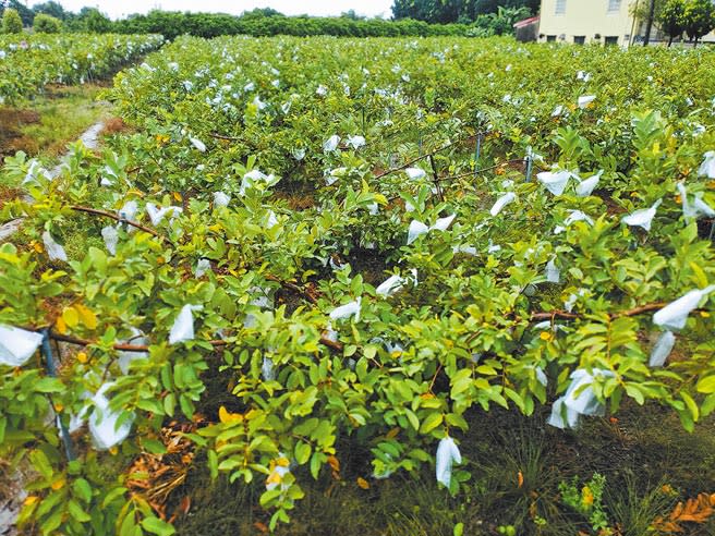 雲林縣古坑鄉的芭樂在8月豪雨中受損，原本只有4％通過勘災，但10月間重勘結果翻盤，8成可獲災損補助。（周麗蘭攝）