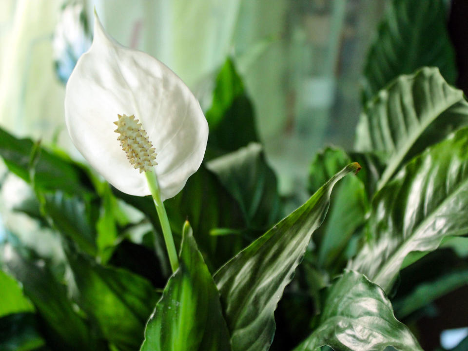 peace lily flower