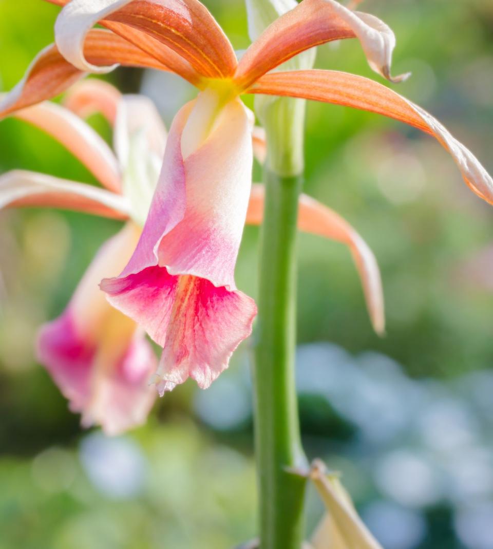 pink white and orange phaius orchids