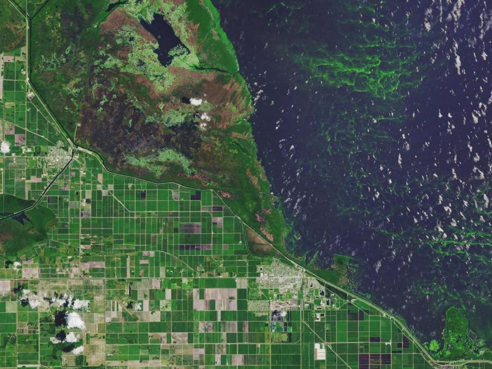 Toxic algal blooms resulted in states of emergency being declared in Florida in 2016 and 2018. Pictured is Lake Okeechobee: Nasa / Joshua Stevens