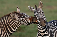<p>Zebras in the Maasai Mara Game Reserve, Kenya. (Photo: Laurent Renaud/Dominique Haution /Caters News Agency) </p>