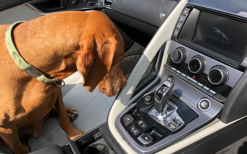 dog in car