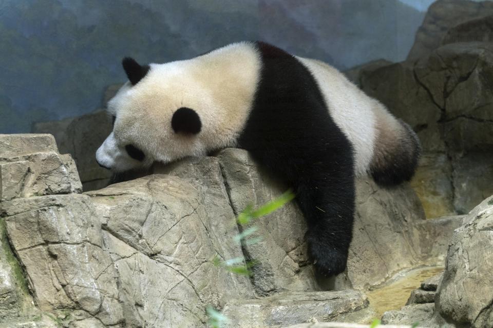 Giant panda Xiao Qi Ji sleeps in his enclosure at the Smithsonian's National Zoo in Washington, Thursday, Sept. 28, 2023. (AP Photo/Jose Luis Magana)