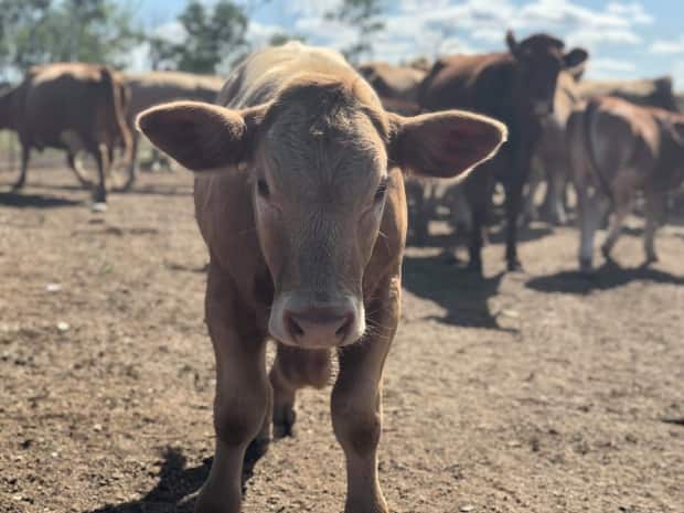 As fall approaches, tough decisions loom as ranchers assess how many cattle they can afford to keep through winter amid a tight — and pricey — feed market. (Patrick Foucault/Radio-Canada - image credit)