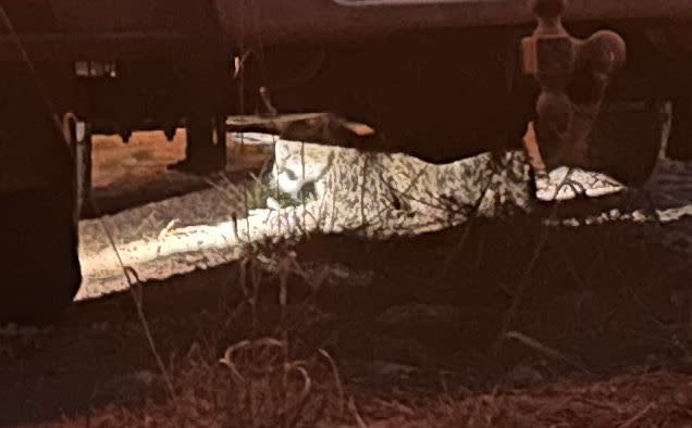 A yearling mountain lion hides under a truck after a rescue.