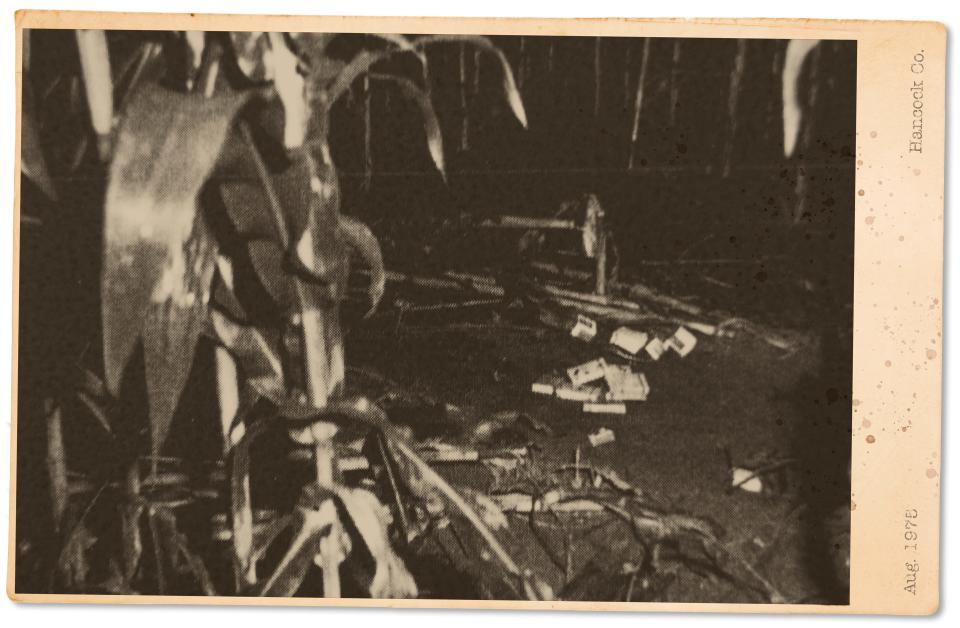 Pieces of evidence are scattered among the cornstalks in this police photo from 1975.
