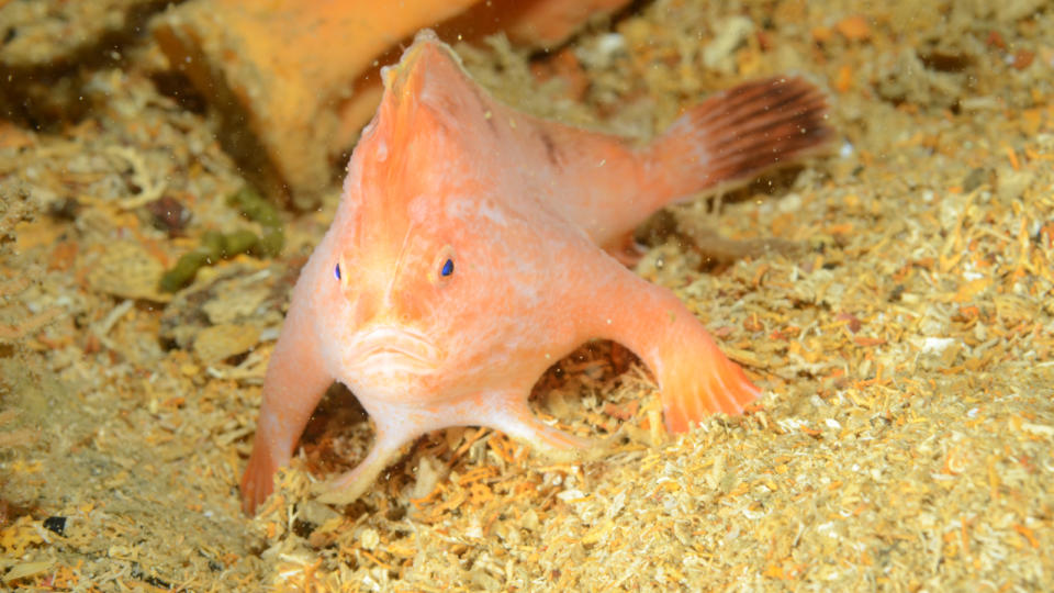 Pink hand fish on the wreck of the SS Tasman,