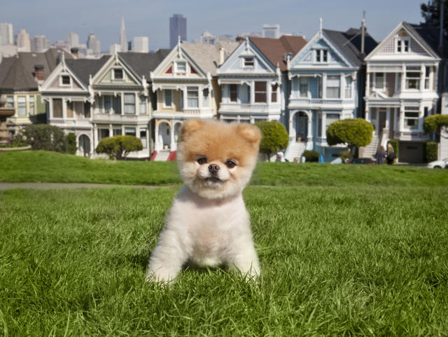 Boo: The World's Cutest Dog