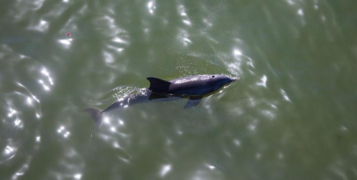 Ένας επιστήμονας είπε ότι περισσότερα από 100 δελφίνια έχουν πεθάνει στη Μαύρη Θάλασσα εξαιτίας του πολέμου στην Ουκρανία