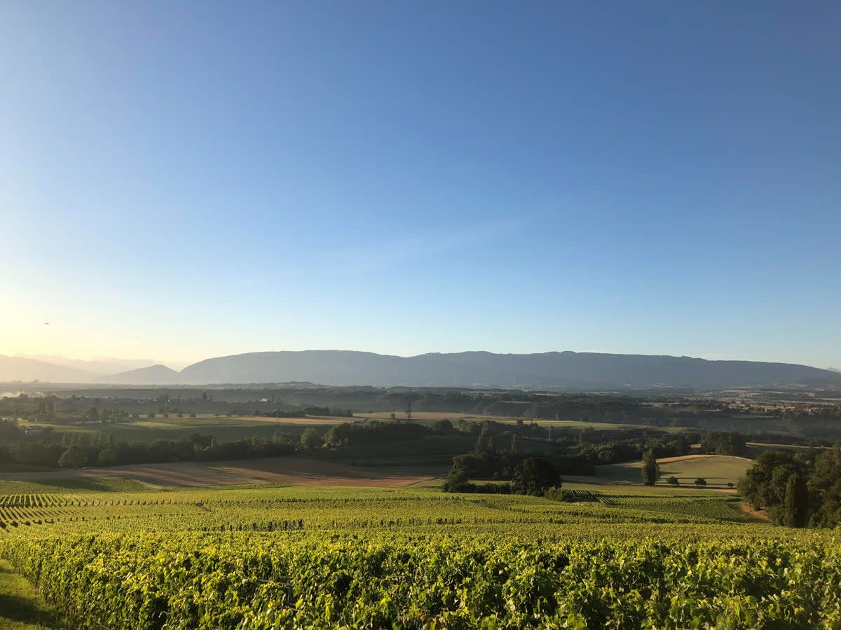 Dardagny’s under-the-radar vineyards (Domaines Les Hutins)