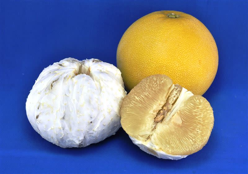 專家表示，大白柚果實重量約1、2公斤為最佳狀態。（圖／台南區農業改良場提供）
