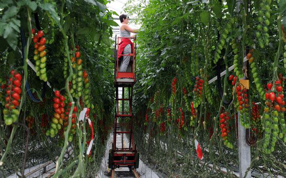 An employee picks tomatoes at an experimental greenhouse in Guipavas, western France.