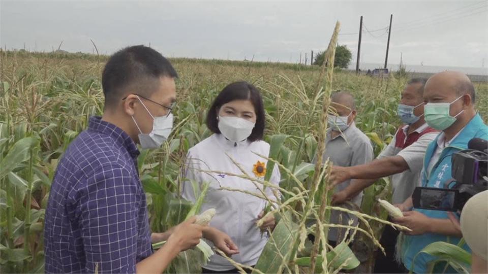 農民痛心！水稻成「空包彈」　雲林10鄉鎮傳稻熱病