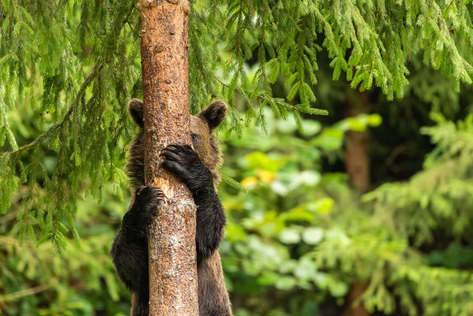 A brown bear hiding behind a tree trunk.
