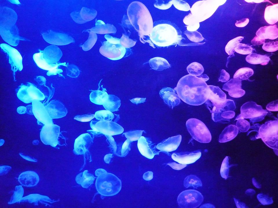 Moon Jellies at Riverbanks Zoo in Columbia SC