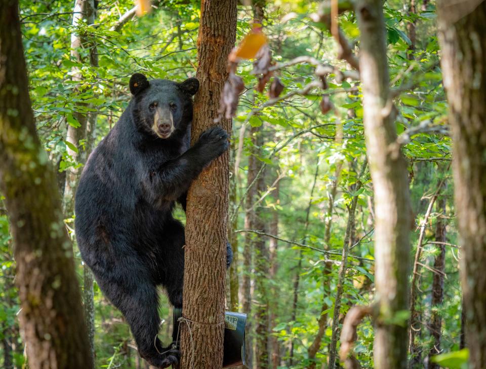 This black bear in southeastern Oklahoma was captured by OSU researchers then released last year.