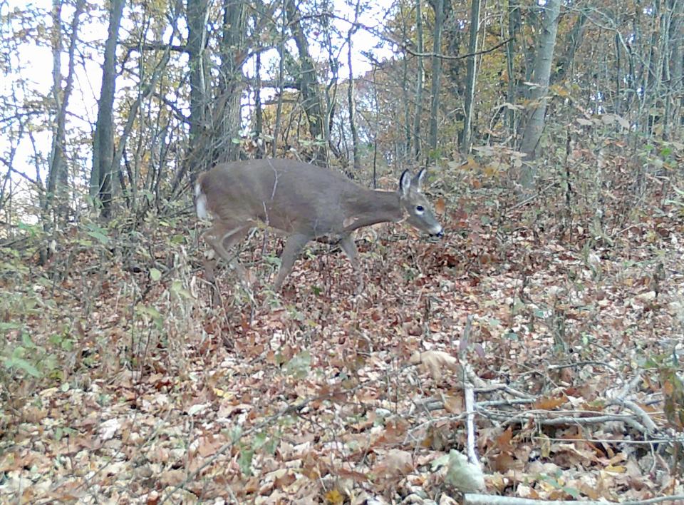 A doe walks near a trail camera on Nov. 11 in Somerset County. The Pennsylvania Game Commission reminds hunter to be safe while hunting after three hunters in one week were accidentially shot in western Pennsylvania.