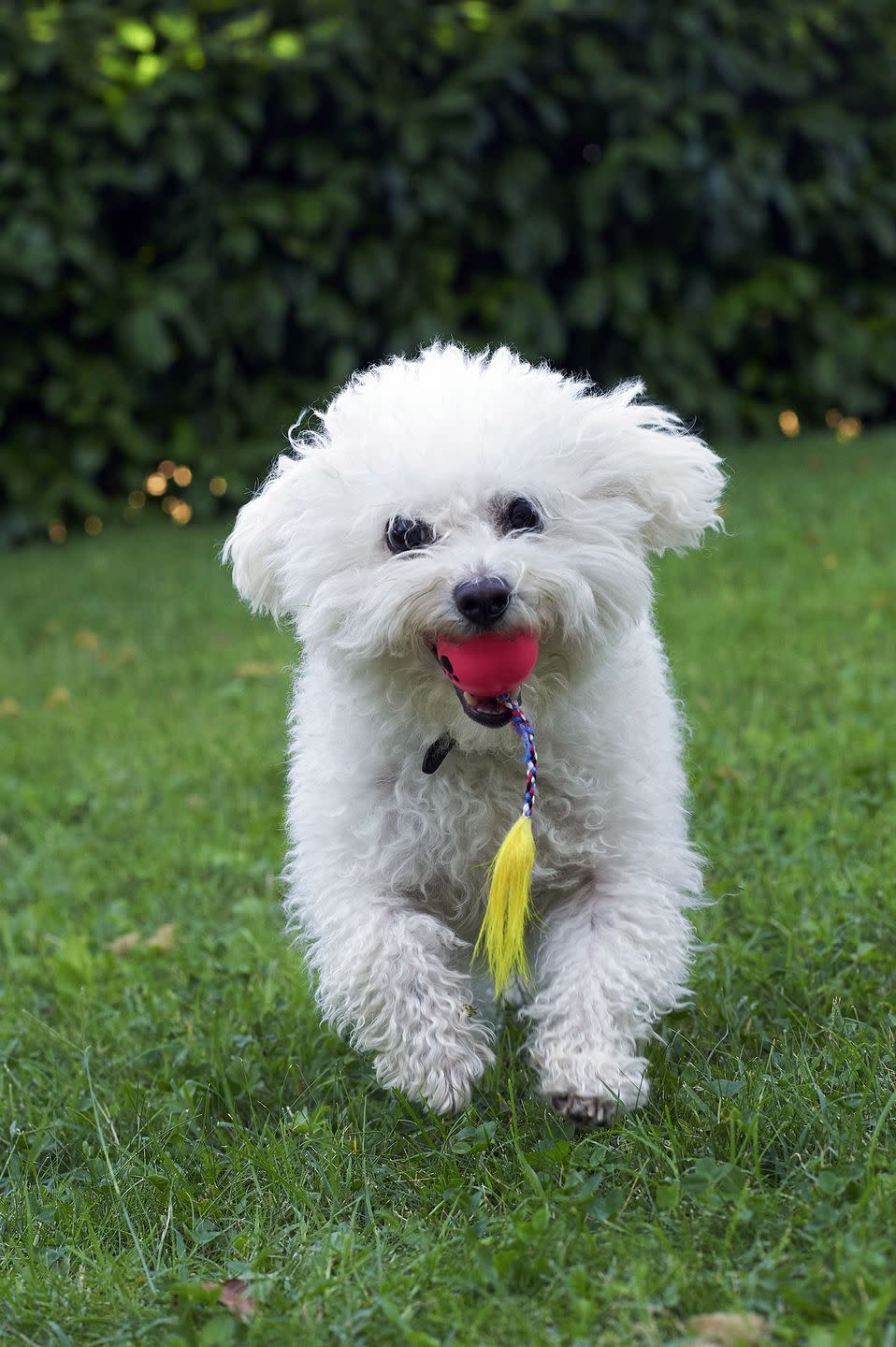 best hypoallergenic dog breeds