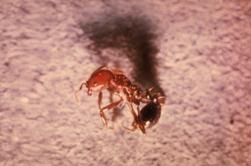 Macro view of a Red Imported Fire Ant, Solenopsis invicta, formerly known as Solenopsis saevissima var. richteri; this indidividual is a worker, responsible for protecting its colony, 1965. Image courtesy CDC/Margaret Parsons. (Photo by Smith Collection/Gado/Getty Images)