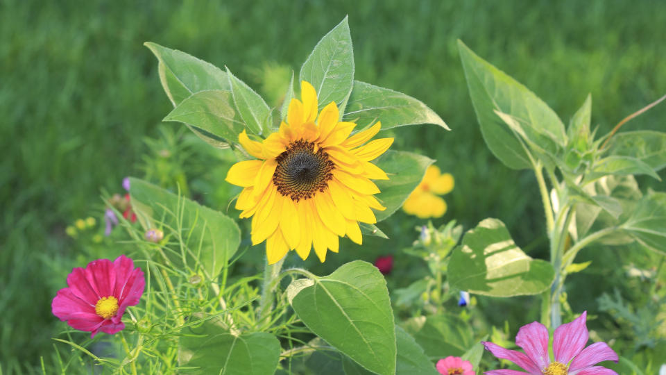 Plants for butterfly garden (Sunflower Helianthus annus)