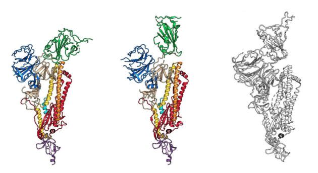 These diagrams show the protein structure for the “spike” that’s used by the coronavirus known as COVID-19 to force its way into cells. The diagram at left shows the spike with a molecular key known as the RBD in the “down” position. The middle diagram shows the RBD-up conformation, and the diagram at right shows the spike on the SARS virus for comparison’s sake. (Wrapp, Wang et al. / UT-Austin / NIH via Science / AAAS)