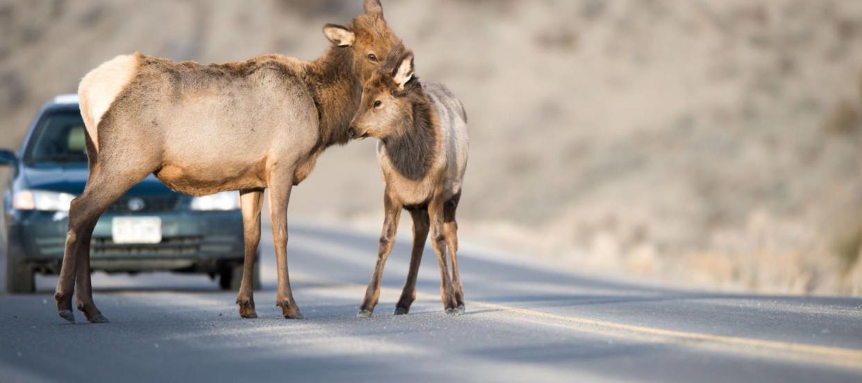 The Worst States for Crashes With Deer and Other Animals