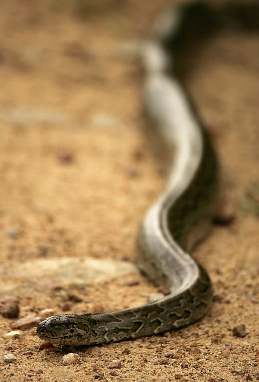 An African rock python on a dirt road in Kruger National Park in Mpumalanga, South Africa.