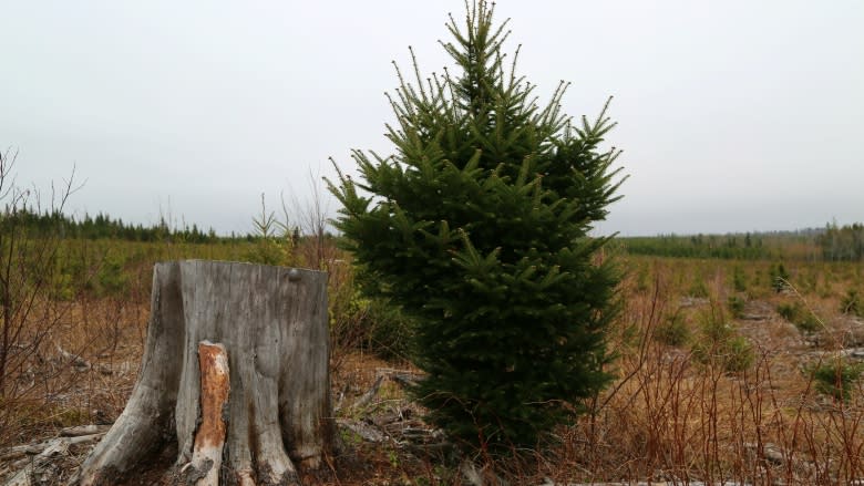 Of forests and floods: Devastatingly high water raises clear-cut questions