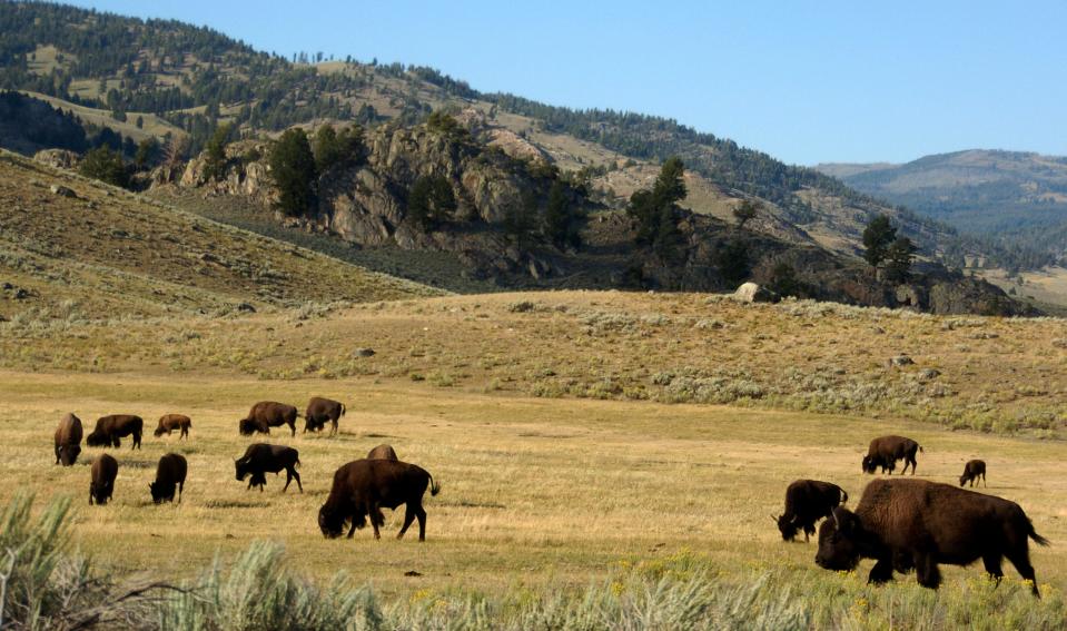 A herd of bison grazes in the Lamar Valley of Yellowstone National Park on Aug. 3, 2016.