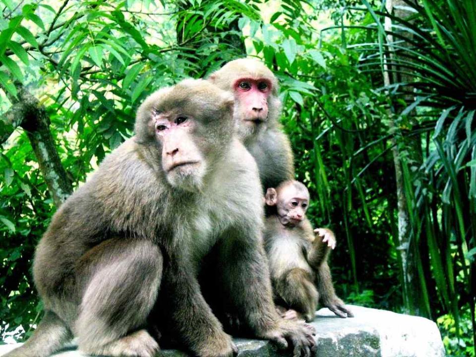 Travel Wildlife Stump-tailed Macaques