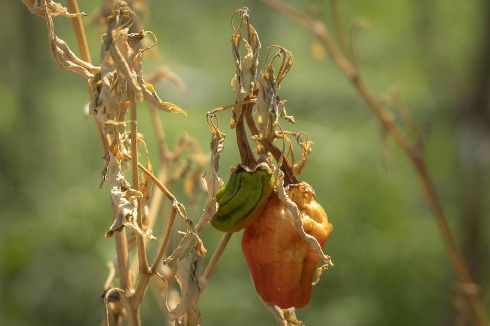 FILE- A chili pepper sits on a dying plant at the farm of Gan Bingdong in Longquan village in southwestern China's Chongqing Municipality, Saturday, Aug. 20, 2022. The very landscape of Chongqing, a megacity that also takes in surrounding farmland and steep and picturesque mountains, has been transformed by an unusually long and intense heat wave and an accompanying drought. (AP Photo/Mark Schiefelbein, File)