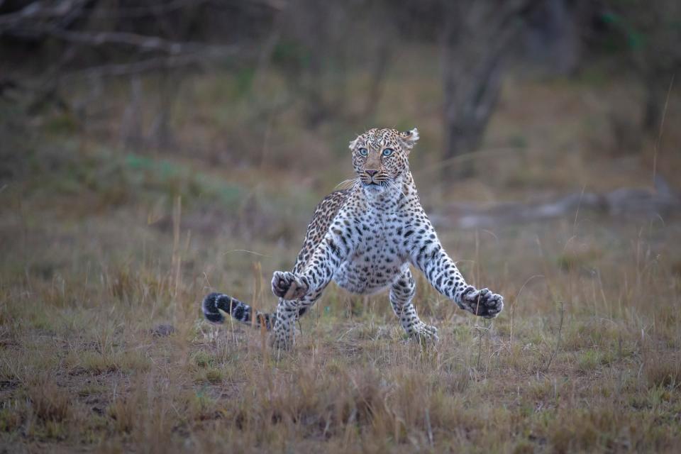 Title: Air apparent Description: An airborne leopard in Maasai Mara National Reserve in Kenya.