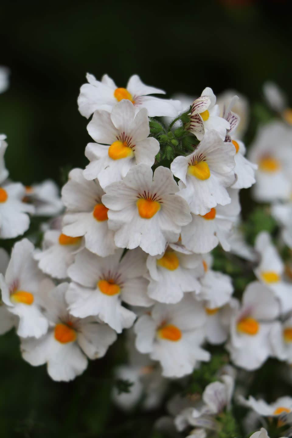 best white flowers nemesia