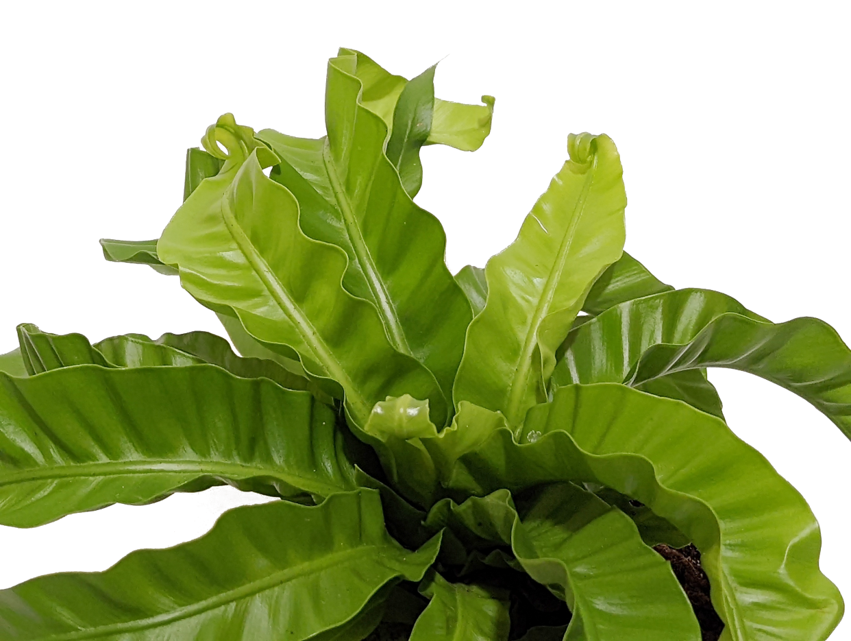 <p><a href="https://costafarms.com/collections/all-plants/products/medium-hurricane-fern-parent" rel="nofollow noopener" target="_blank" data-ylk="slk:Shop Now;elm:context_link;itc:0;sec:content-canvas" class="link rapid-noclick-resp">Shop Now</a></p><p>Hurricane Fern</p><p>costafarms.com</p><p>$50.00</p><span class="copyright">Costa Farms</span>