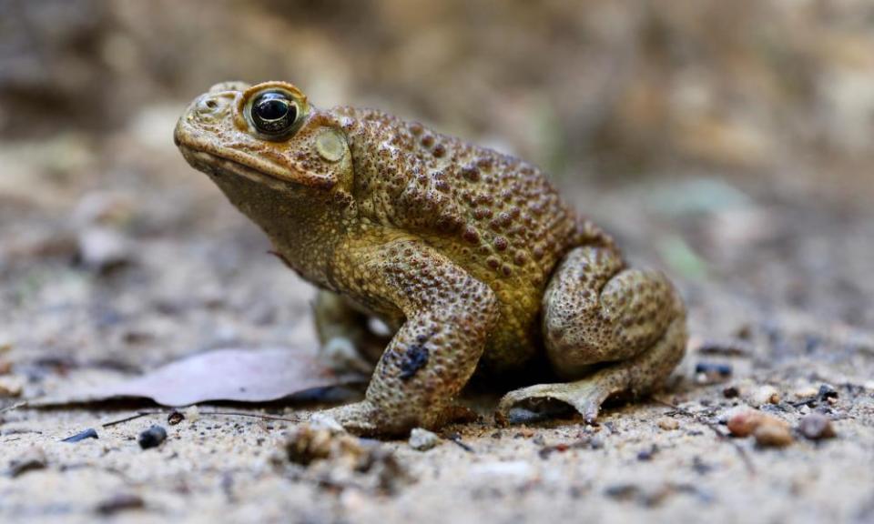 The cane toad