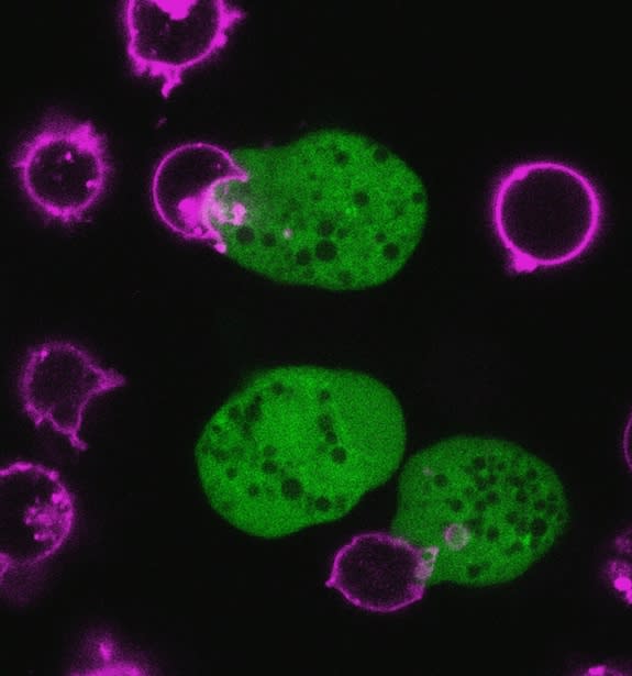 <em>Entamoeba histolytica</em> parasites ingesting bites of human cells. The cell membranes of the human cells were pre-labeled with DiD (pink) and the amoebae were pre-labeled with cell tracker green (green).