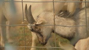 7th annual Goat Fest PGH event held in Arlington