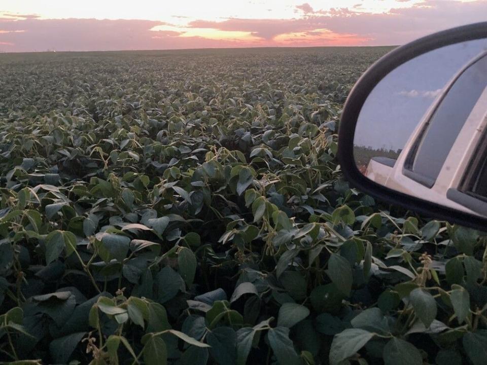  A field of soybeans on Brad Eggum’s farm.